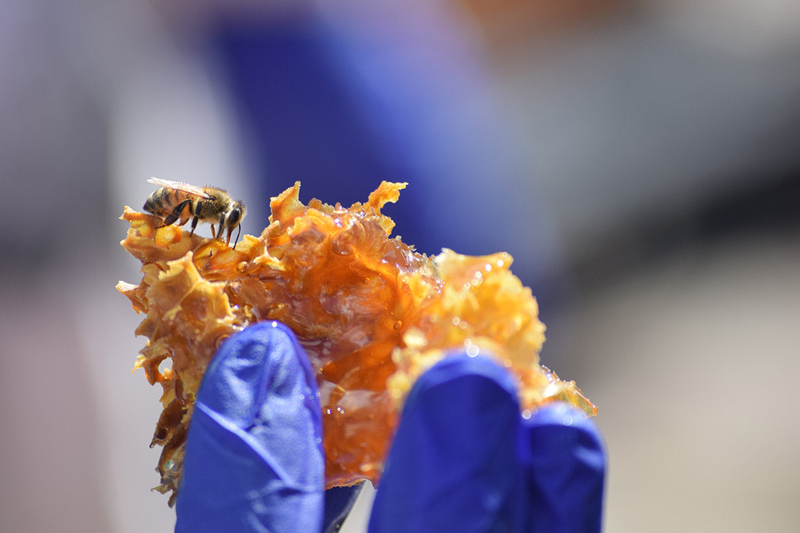 Holding a honeycomb