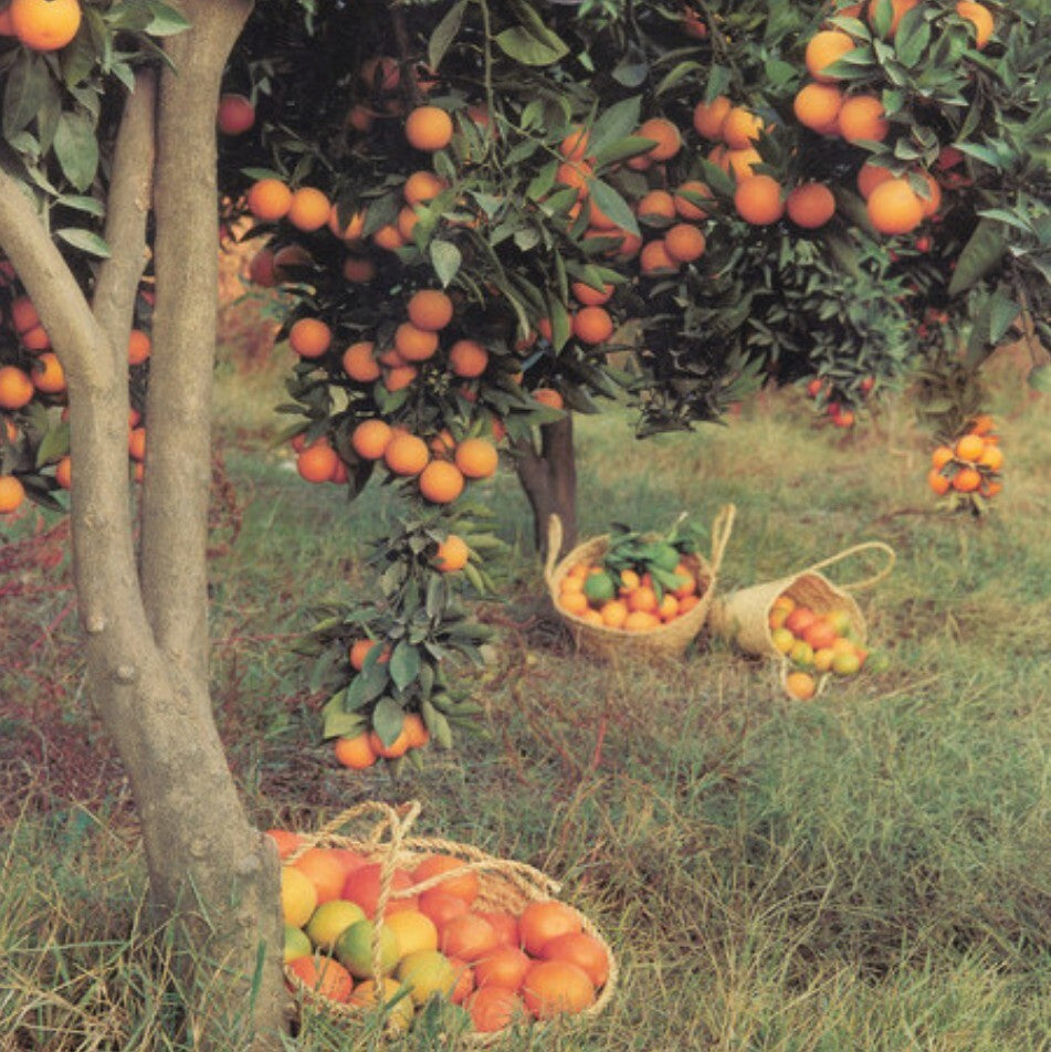 Our Sunshine Soundtrack