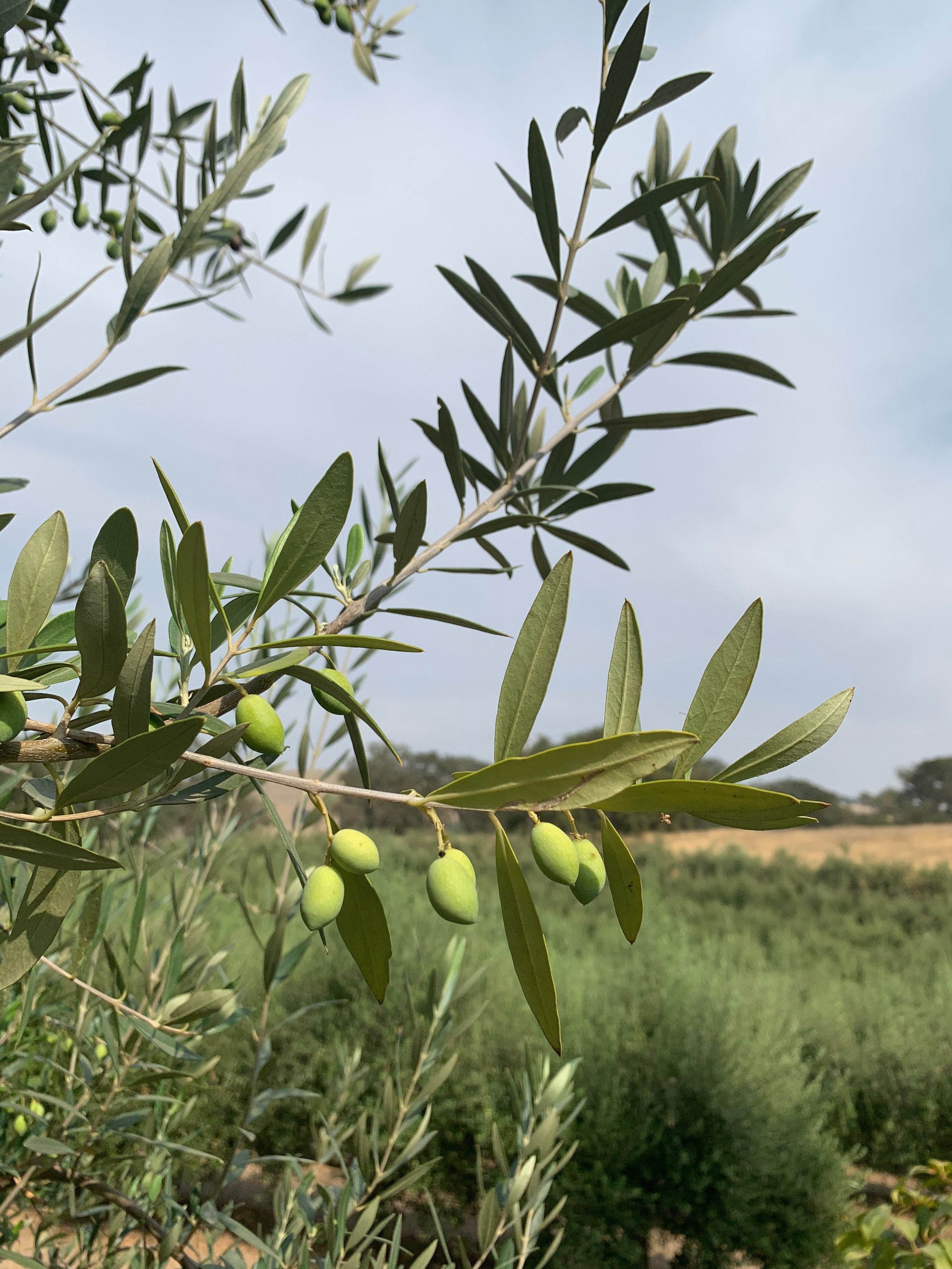 Brightland's New 2020 Harvest Oils