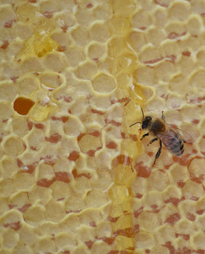 a bee on a honeycomb sheet