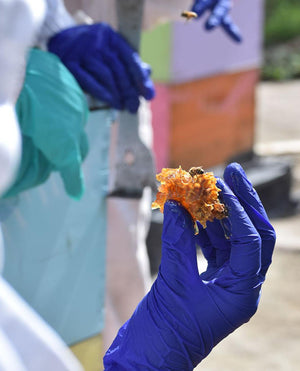 a person with gloves holding a chunk of honeycomb with a bee on it