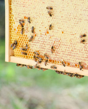 bees on honeycomb panel