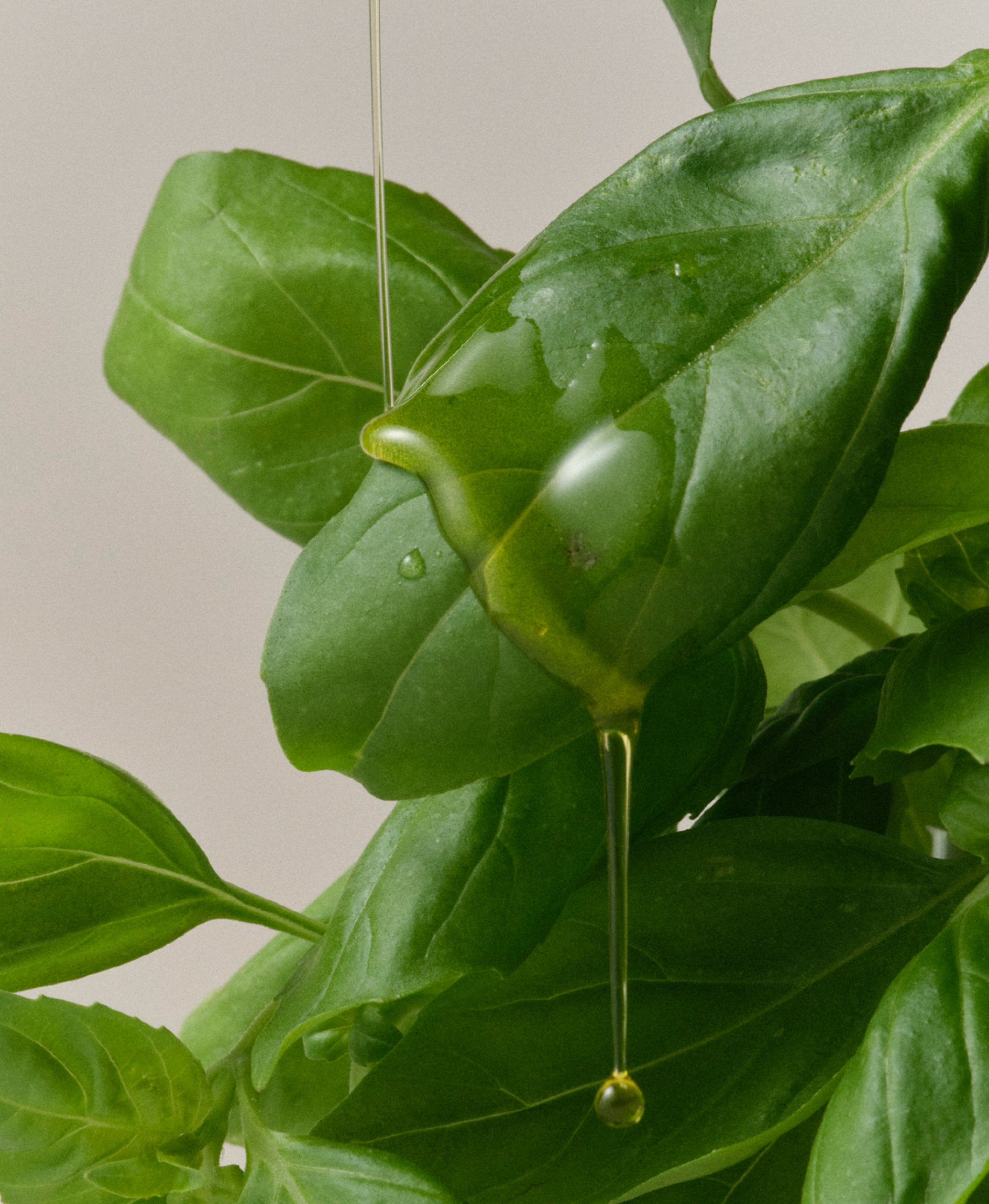 Arise Flavored Basil Olive Oil | Brightland